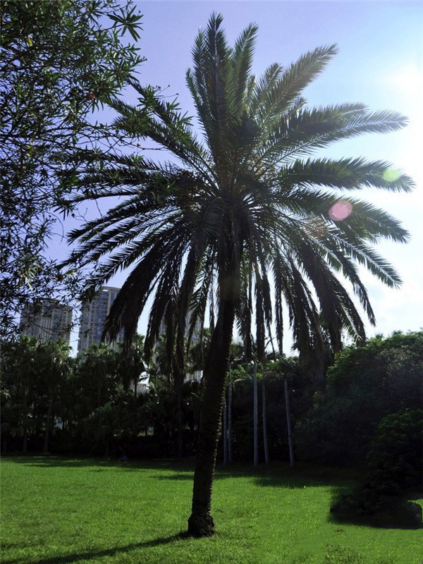 棕櫚樹(shù)基地實(shí)拍圖
