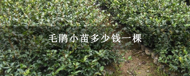 毛鵑小苗多少錢(qián)一棵