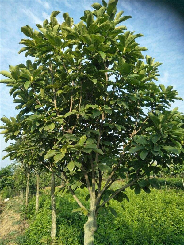 樂昌含笑基地實(shí)拍圖