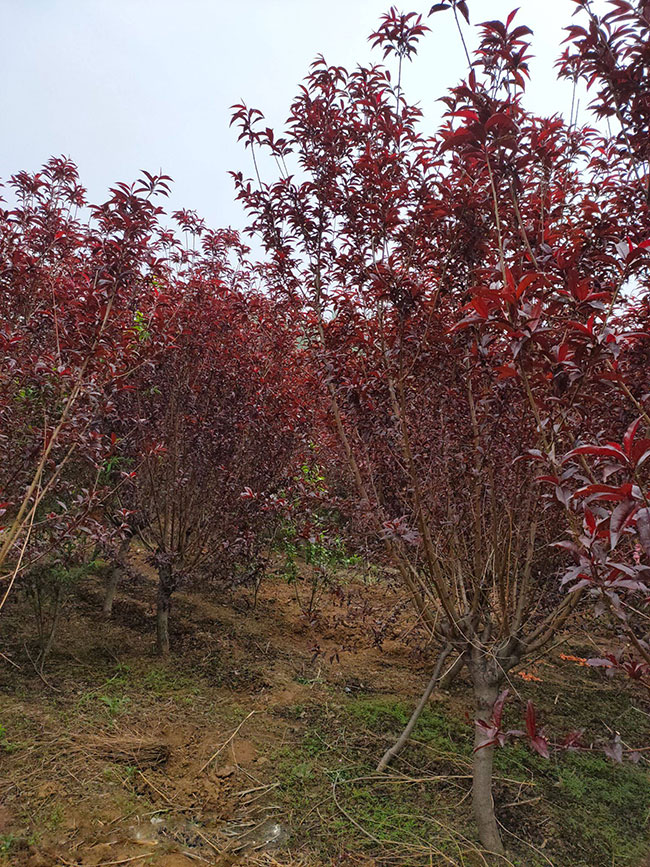 紅葉碧桃種子如何種植?紅葉碧桃種植經驗