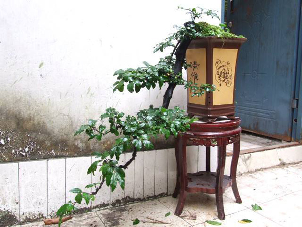 金彈子