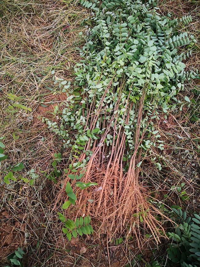 刺槐樹苗價(jià)格行情