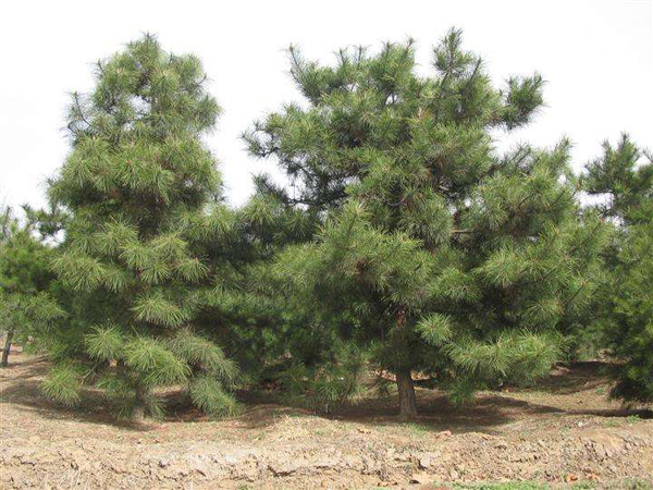 華山松