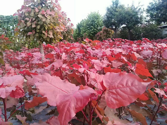 中華紅葉楊