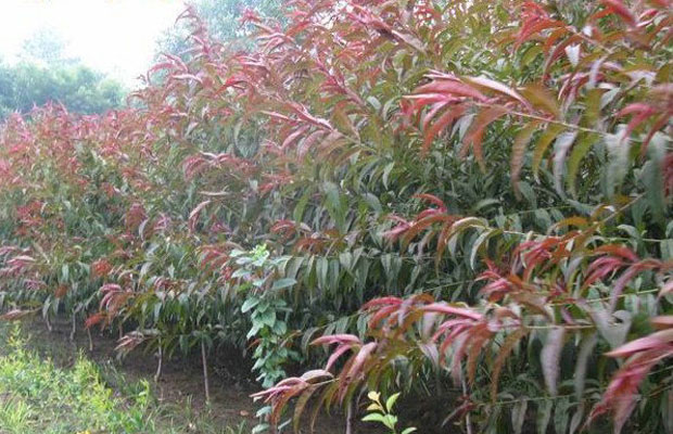 花灌木類(lèi).jpg