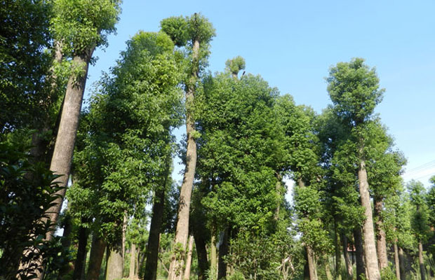亞喬木類(lèi).jpg