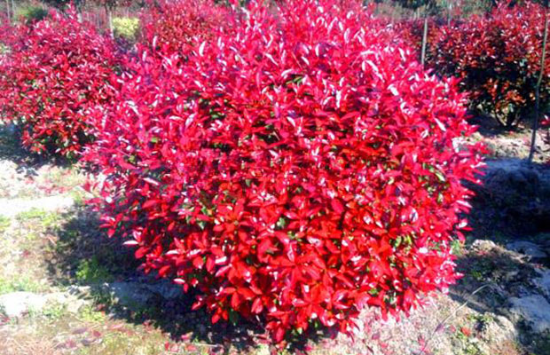 紅葉石楠.jpg