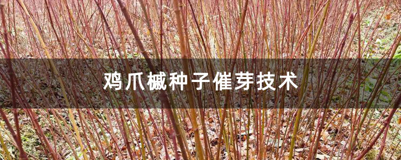 雞爪槭種子催芽技術
