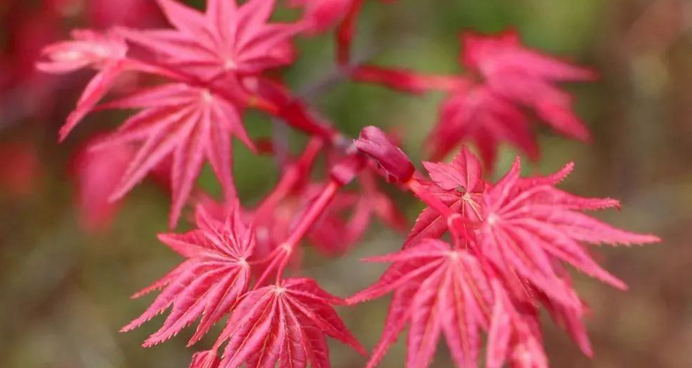 紅舞姬.jpg