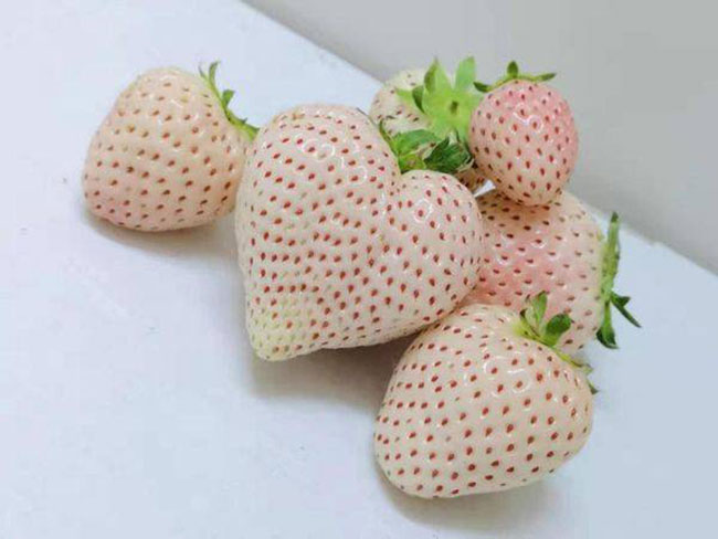 白草莓市場行情怎么樣？白草莓種植前景如何？