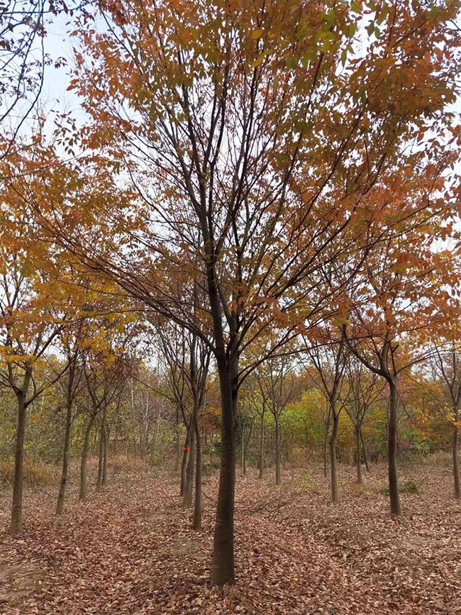 紅櫸樹(shù)