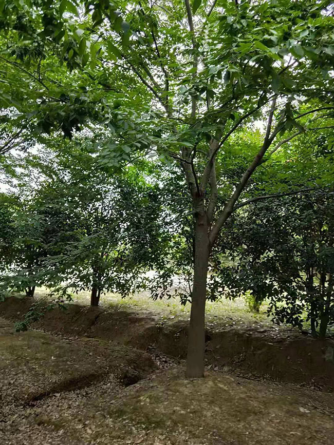 紅櫸樹(shù)