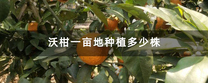 沃柑一畝地種植多少株