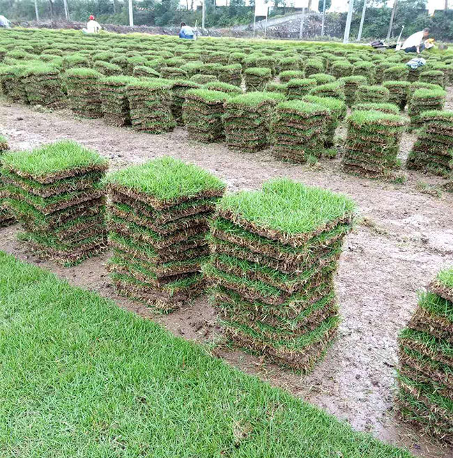 矮生百慕大和果嶺草哪個(gè)好?百慕大與果嶺草區(qū)別