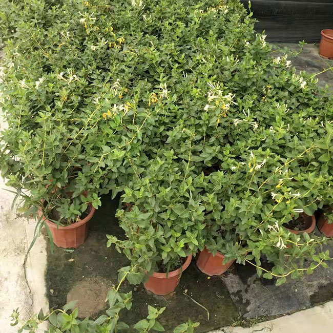金銀花