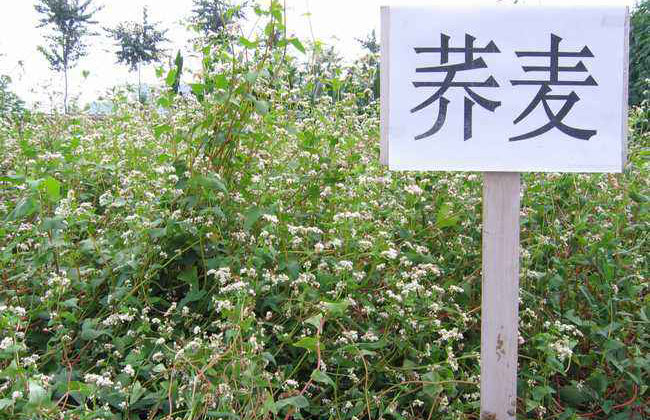 苦蕎麥價(jià)格多少錢一棵?苦蕎麥如何種植?