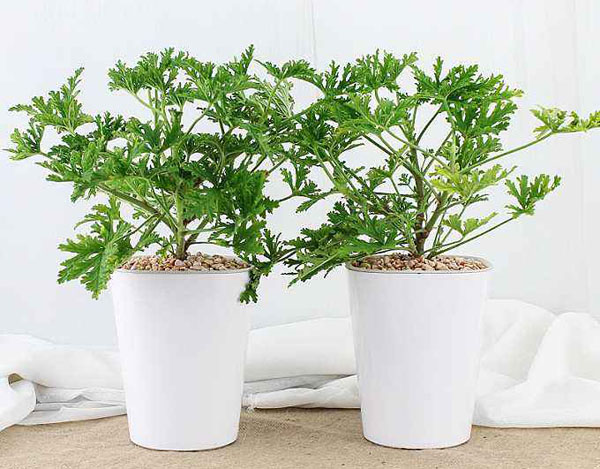 驅蚊草