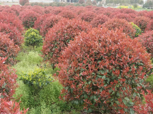 紅葉石楠