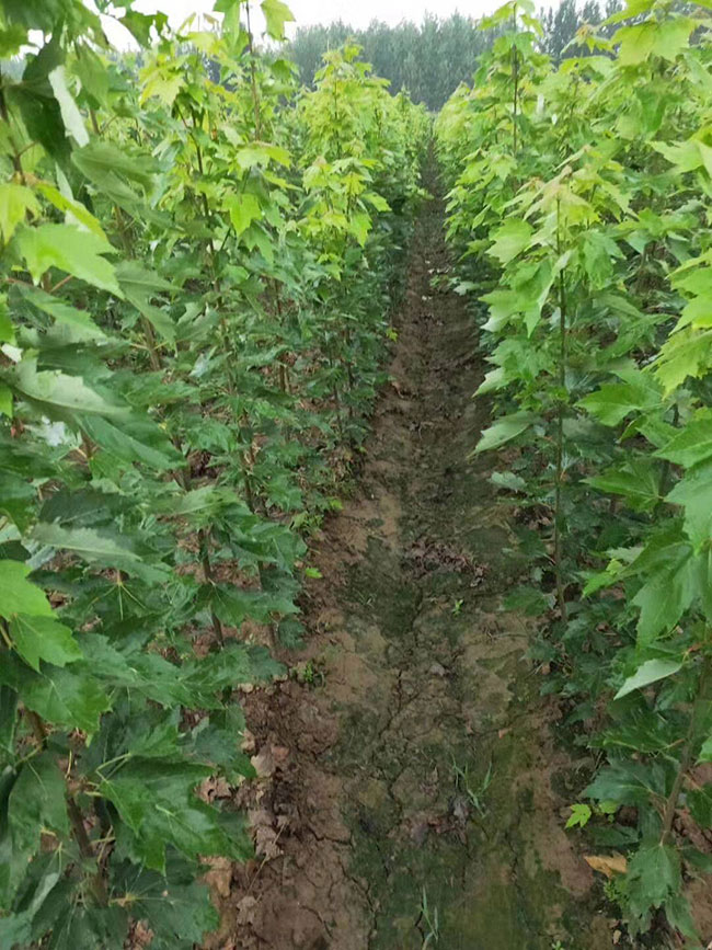 日本紅楓怎么種植?日本紅楓種植技術
