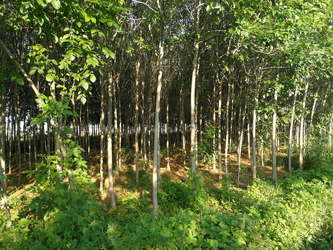 白蠟樹(shù)