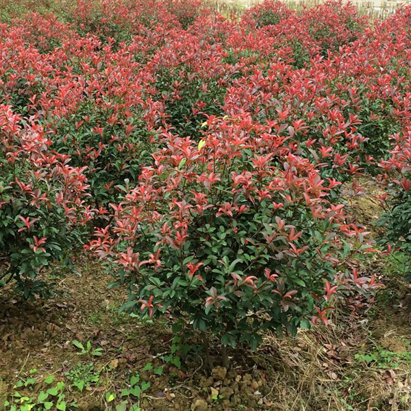 紅葉石楠