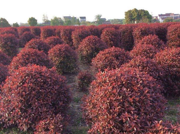 紅葉石楠