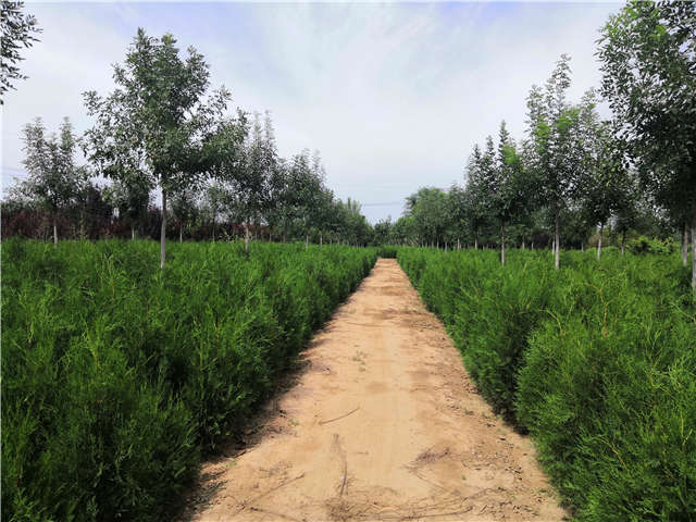 沭陽長景園林側(cè)柏種植基地實(shí)拍圖片