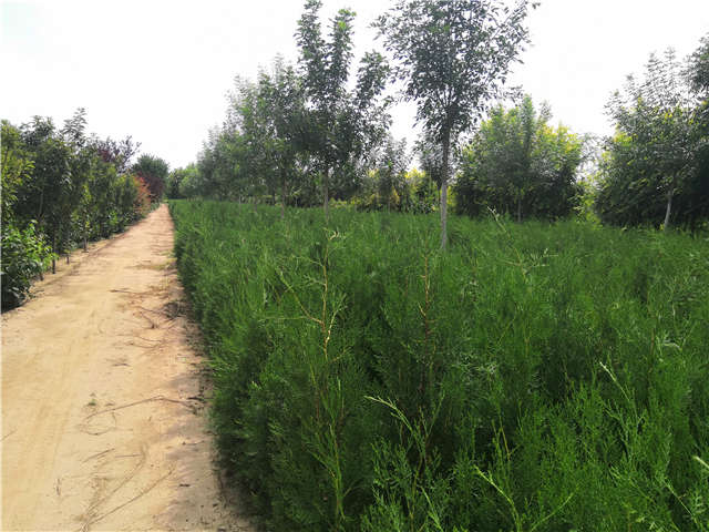 沭陽長景園林側(cè)柏種植基地實(shí)拍圖片