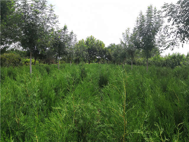 沭陽長景園林側(cè)柏種植基地實(shí)拍圖片