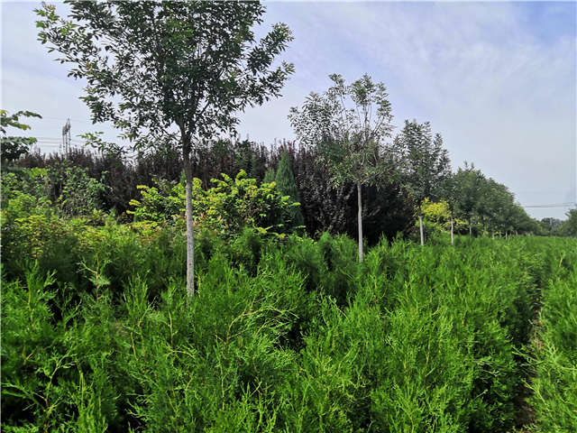 沭陽長景園林側(cè)柏種植基地實(shí)拍圖片