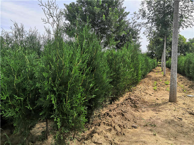 沭陽長景園林側(cè)柏種植基地實(shí)拍圖片