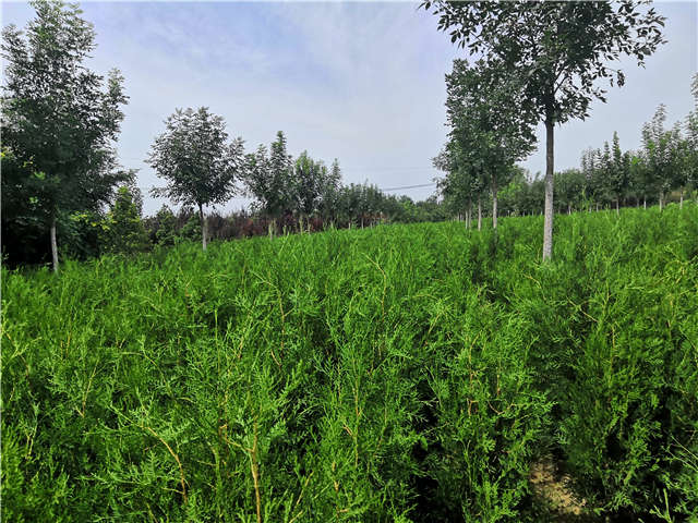 沭陽長景園林側(cè)柏種植基地實(shí)拍圖片