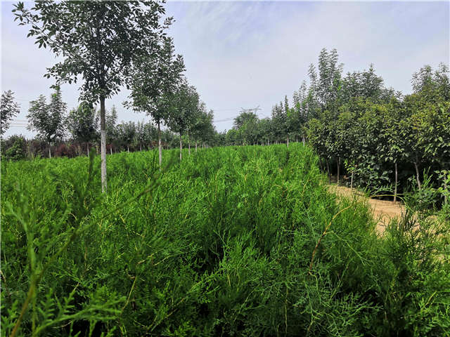 沭陽長景園林側(cè)柏種植基地實(shí)拍圖片
