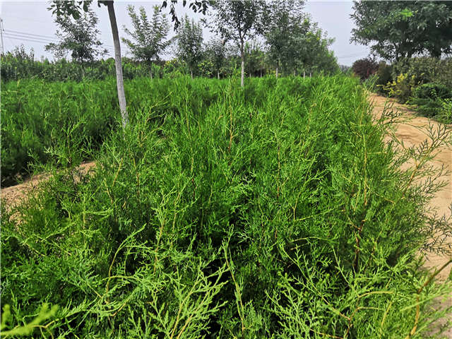 沭陽長景園林側(cè)柏種植基地實(shí)拍圖片
