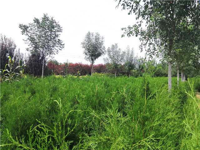 沭陽長景園林側(cè)柏種植基地實(shí)拍圖片