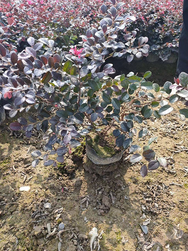 紅花繼木