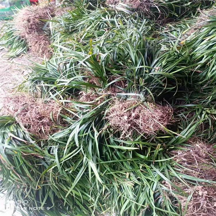 蘭花三七長景園林沭陽 蘭花三七長景園林沭陽