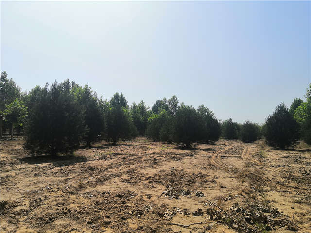 沭陽長景園林白皮松種植基地實拍圖片