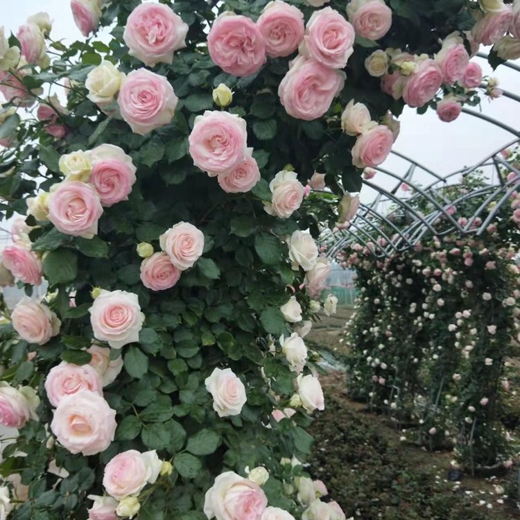 月季拱門 來自長景園林 月季拱門 來自長景園林
