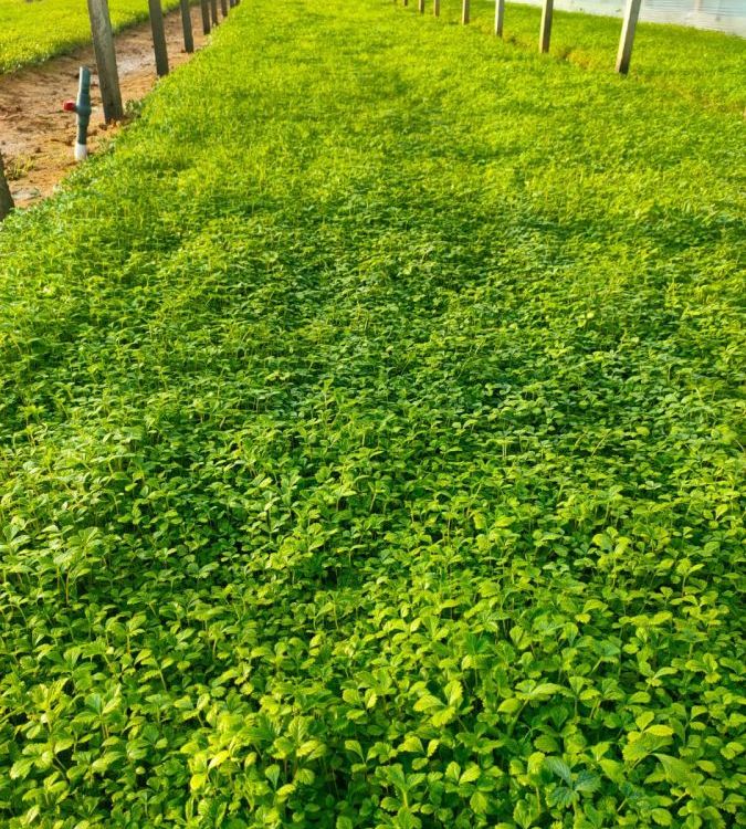 三葉委陵菜種苗盆栽容器苗 三葉委陵菜種苗盆栽容器苗