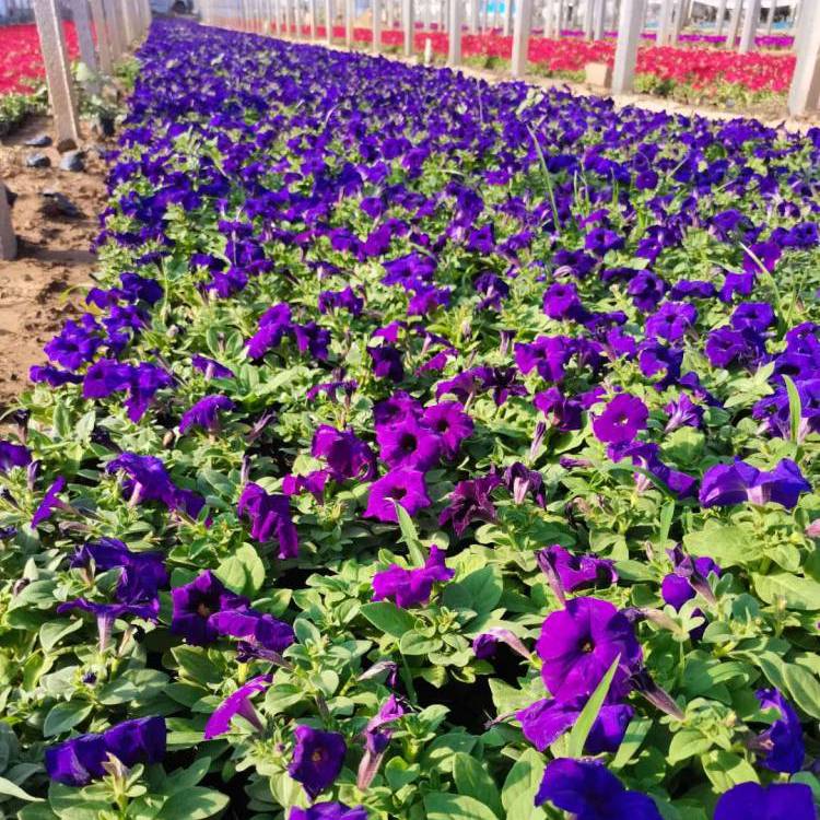 藍色喇叭花 藍色喇叭花